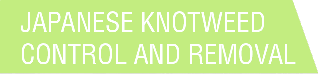 Japanese Knotweed Control and Removal