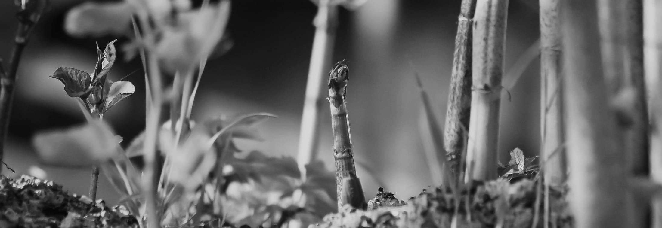 japanese knotweed black and white - london bristol cardiff uk