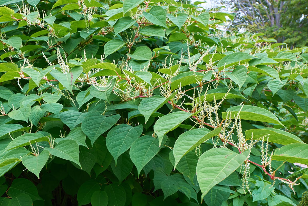 Japanese Knotweed Identification Removal UK CYB Environmental