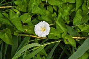 bindweed cyb environmental 