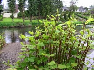 japanese knotweed near river cyb environmental