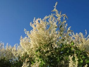 russian vine cyb environmental