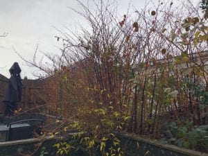 japanese knotweed in autumn, in london