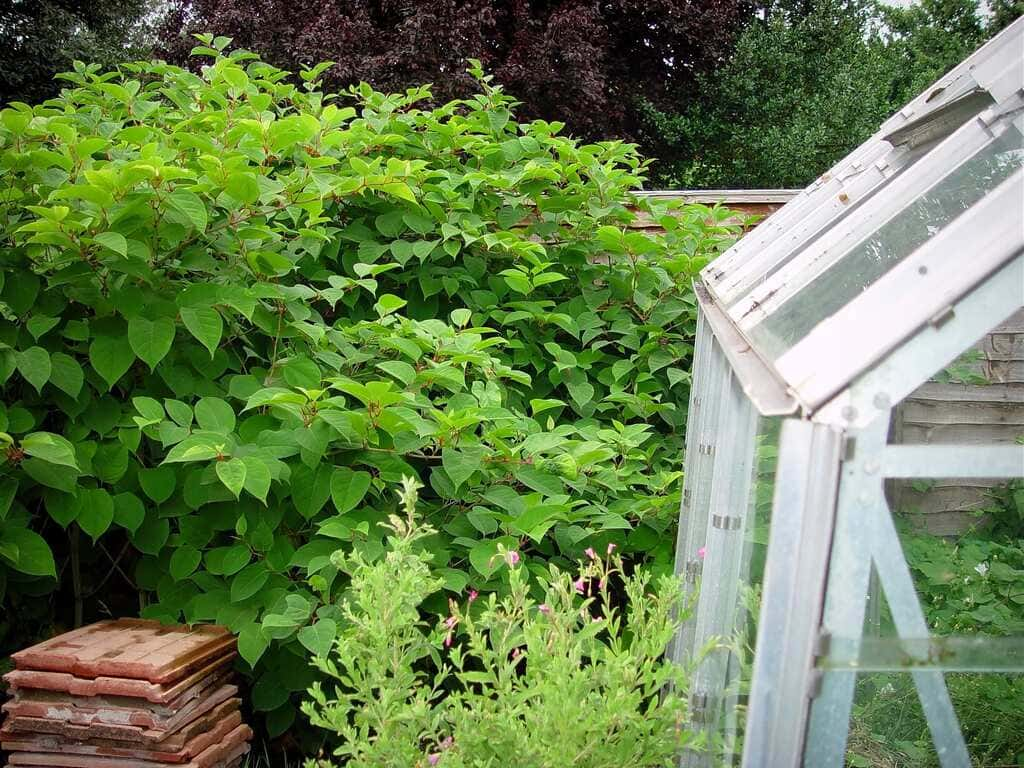 Japenese Knotweed plant