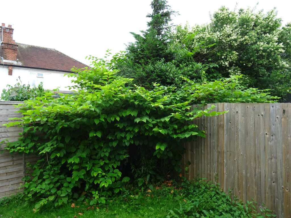 Japanese Knotweed plant in a garden