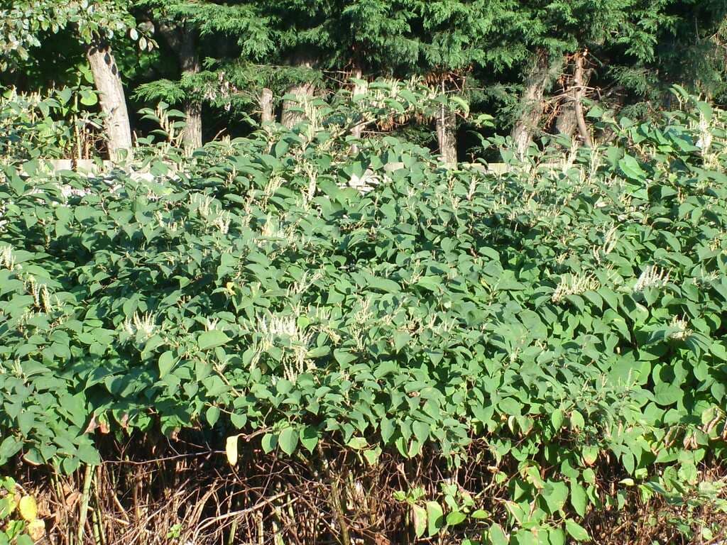 Japenese Knotweed in flower