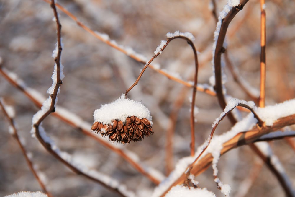 Japanese Knotweed in winter