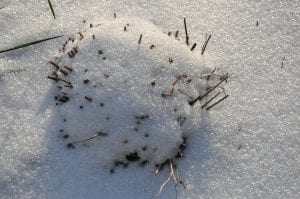 japanese knotweed under snow in winter