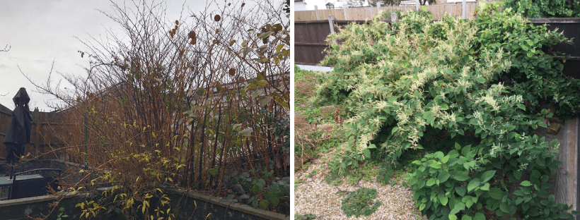 japanese knotweed in summer and winter