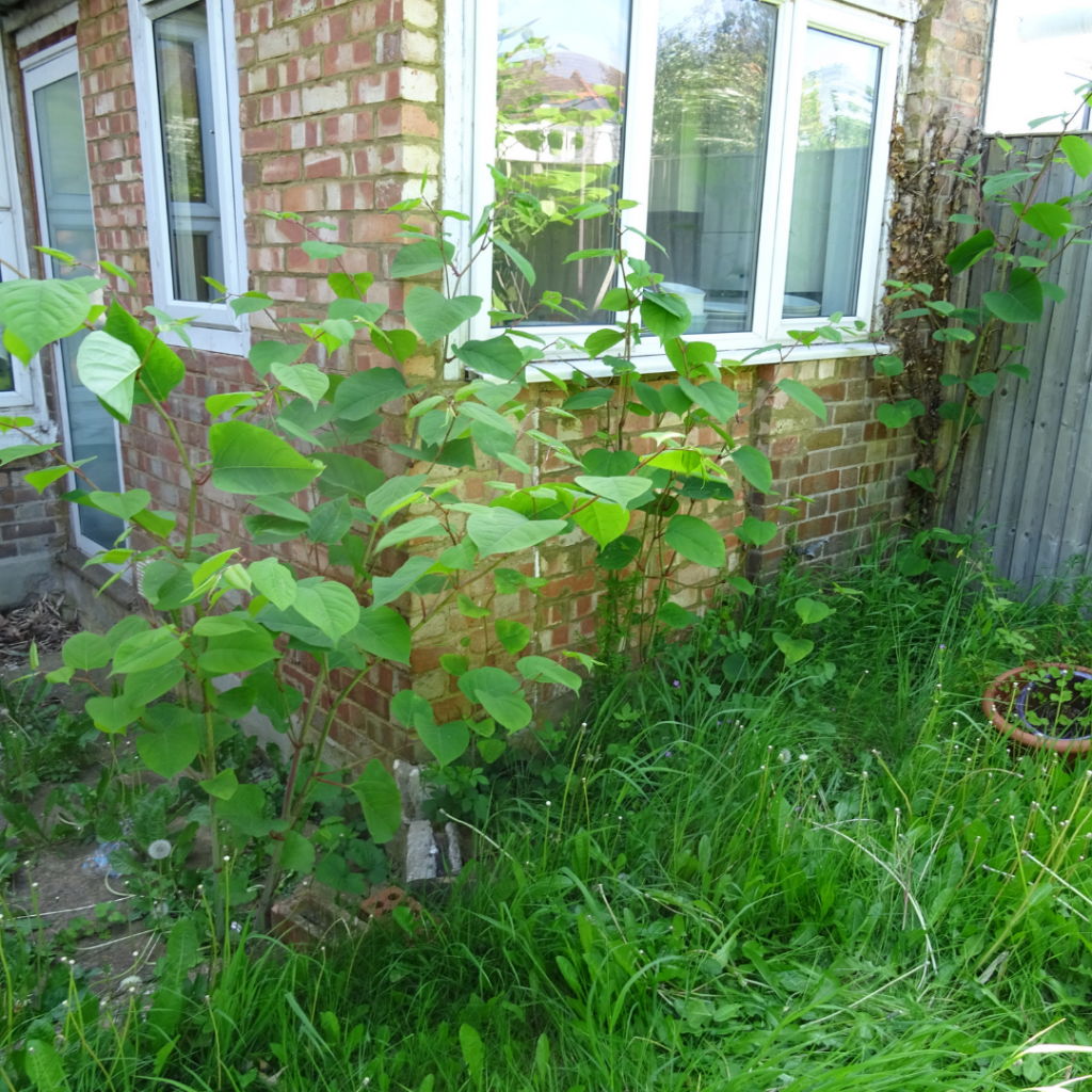 japanese knotweed removal newham