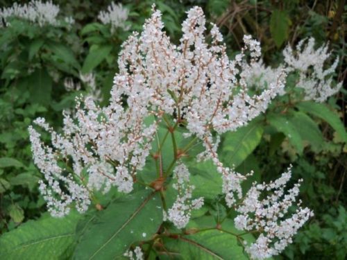 Plants That Look Like Japanese Knotweed