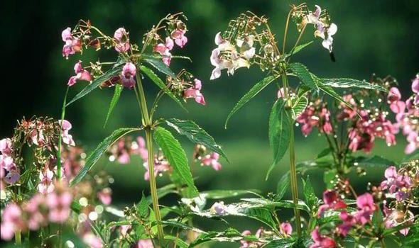 Plants That Look Like Japanese Knotweed