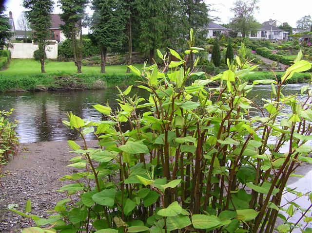 What To Do If You Find Japanese Knotweed