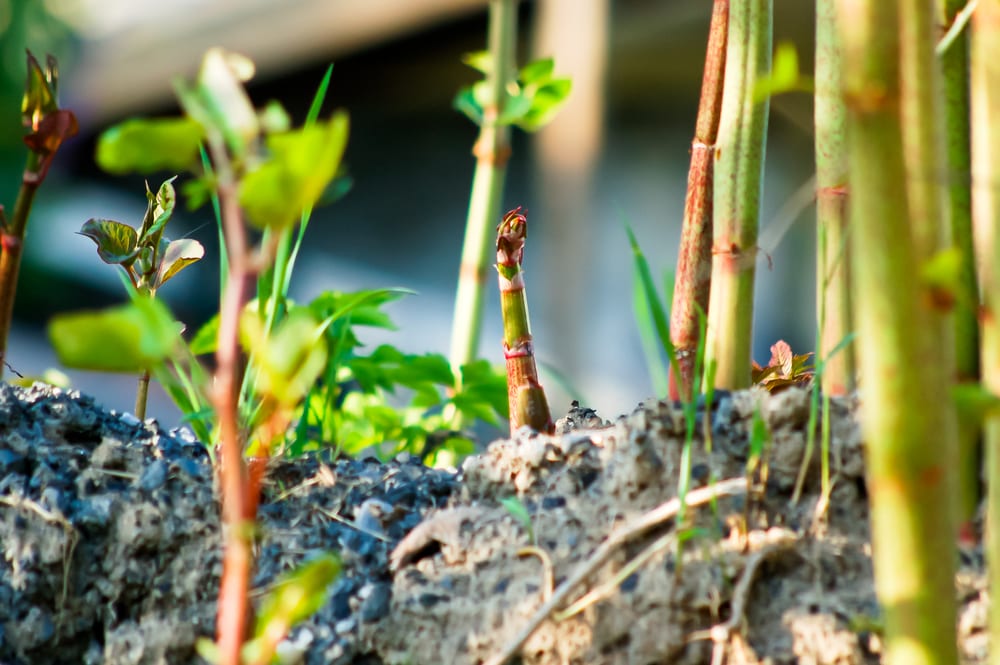 What to do if neighbour has Japanese knotweed