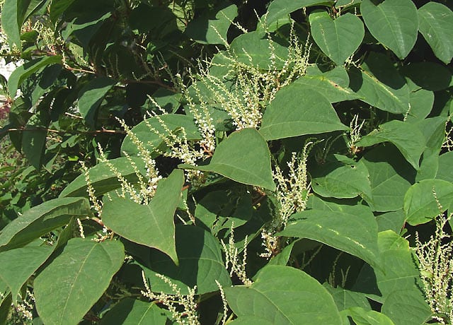 Japanese knotweed grow