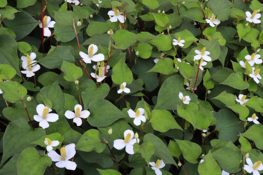 plants-that-look-like-japanese-knotweed