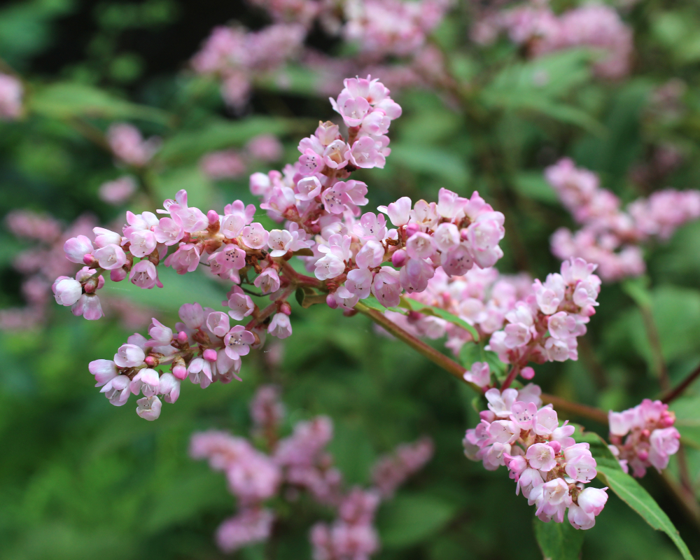 plants-that-look-like-japanese-knotweed