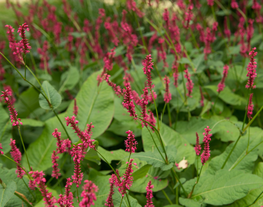 plants-that-look-like-japanese-knotweed