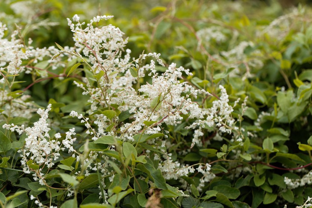 plants-that-look-like-japanese-knotweed