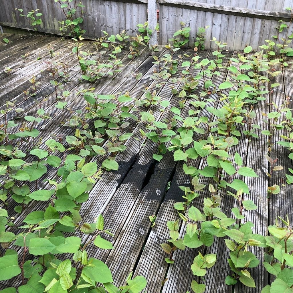 How does Japanese Knotweed spread?