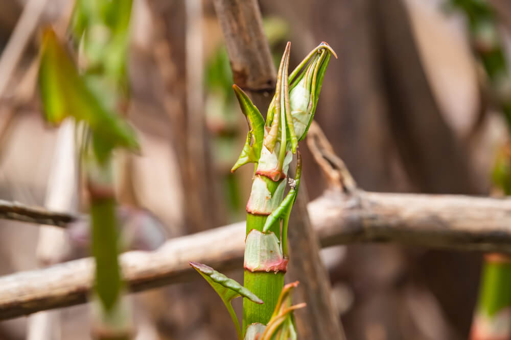 how-to-identify-the-early-signs-of-japanese-knotweed