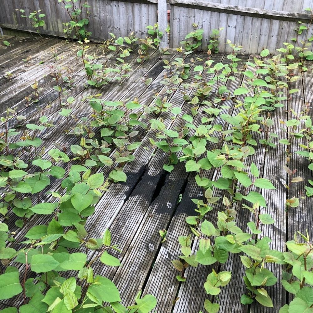 Japanese Knotweed Removal Middlesex