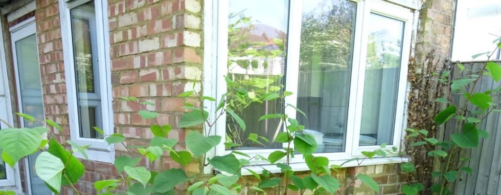 Japanese Knotweed Removal Monmouthshire 1