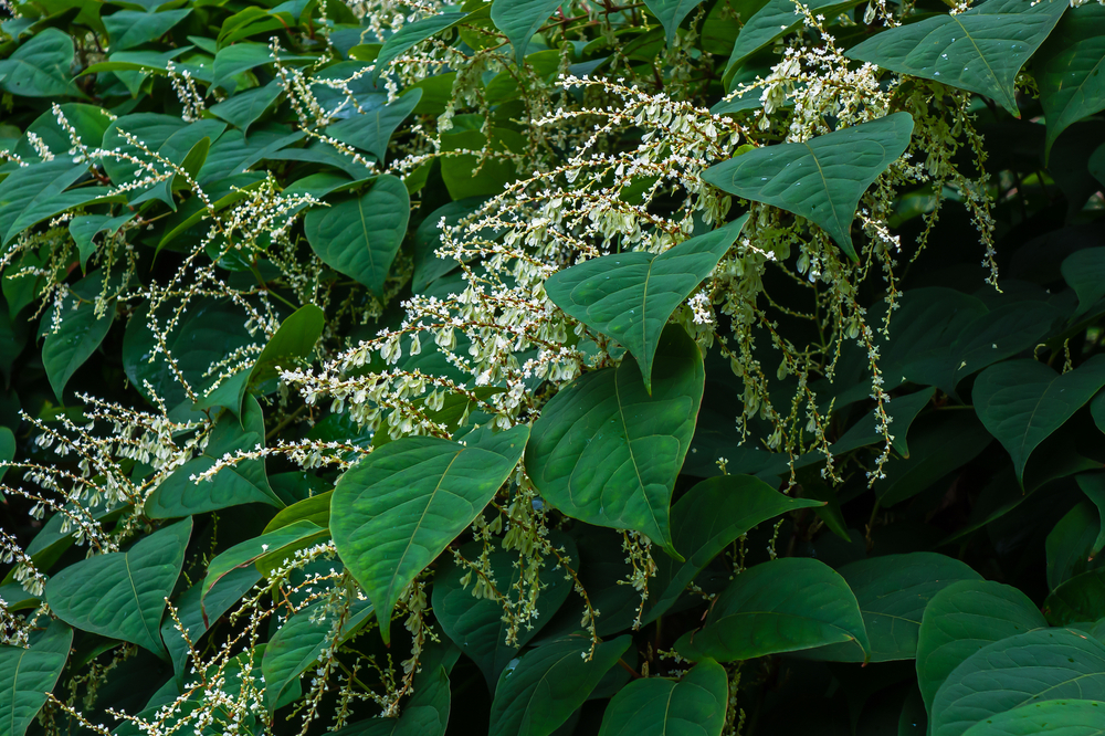 Japanese knotweed identification in autumn, fully bloomed.