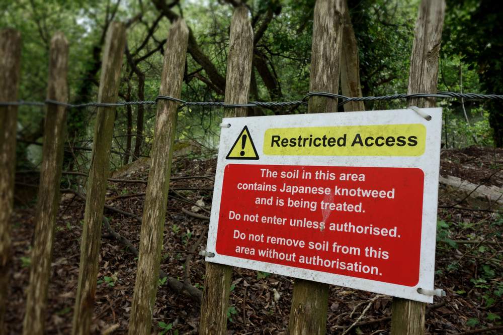 Japanese knotweed removal and treatment access restriction notice